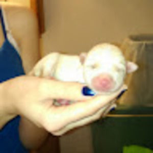 Meet your Posher, Amber